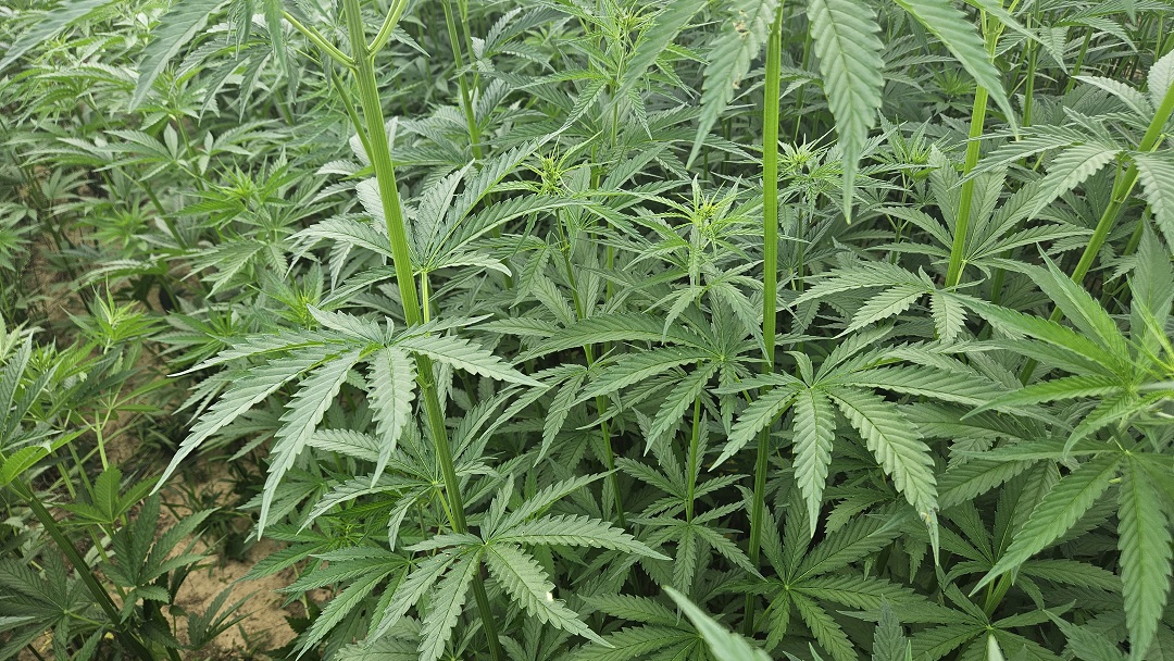 Hemp in field